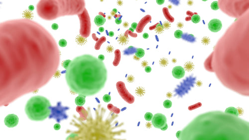 Our Remarkable Microbiome.